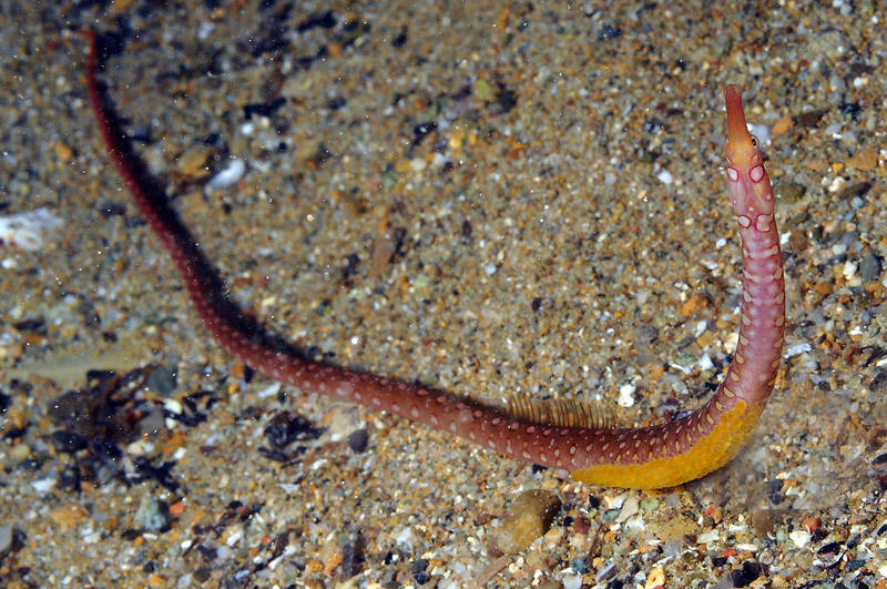 Pesce ago in riproduzione: Nerophis maculatus